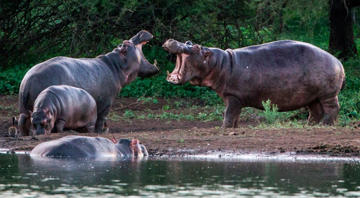 Alimentación de los hipopótamos