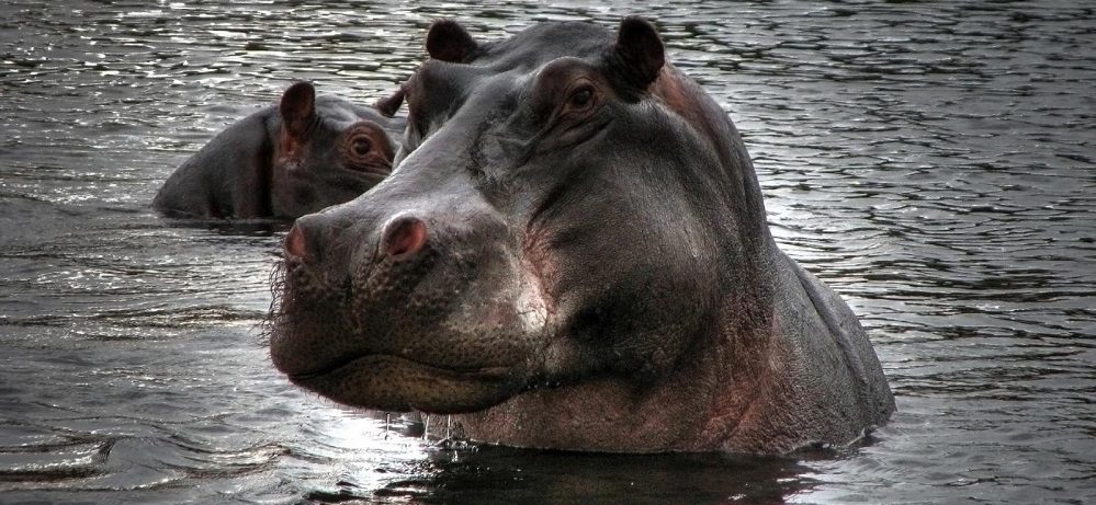 Hipopótamos en peligro de extinción