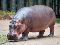 Cuerpo de los hipopótamos