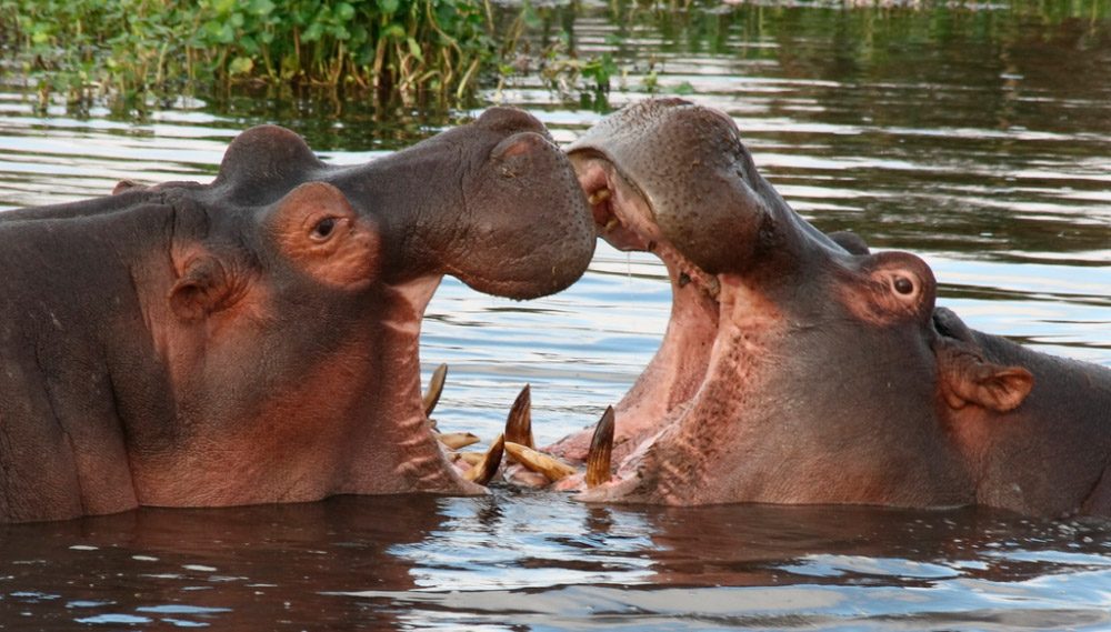 Características Básicas De Los Hipopótamoss Imágenes Y Fotos
